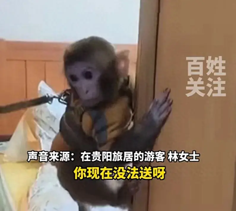 澳门一肖一码100%精准一，女子救下猕猴带回家养了半年，多方回应：涉刑事案件  