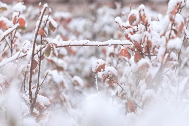 澳门一肖一码100%精准，全面解析数据执行：“有雪无雪，看小雪”，明日小雪，有啥预兆？今冬雪多吗？  