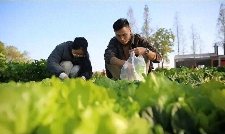 澳门一肖一码100精准确，实效性解读策略：法国市长与中国大姐的奇妙缘分：开荒种菜引发的故事  